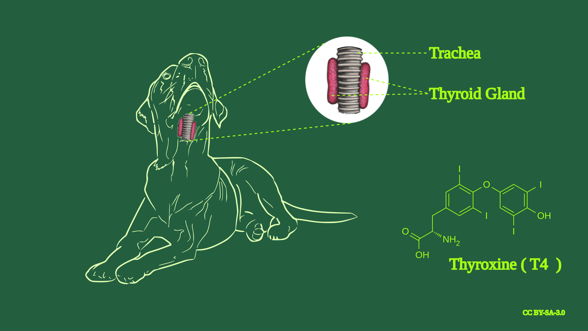 Hypothyroid dog outlet raw diet