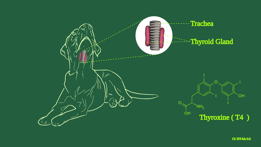 Hypothyroidism in Dogs – RawFood4Pets