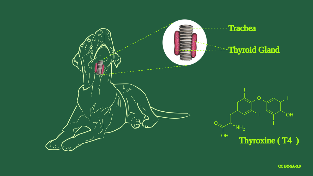 View of Hypothyroidism in Dogs – RawFood4Pets