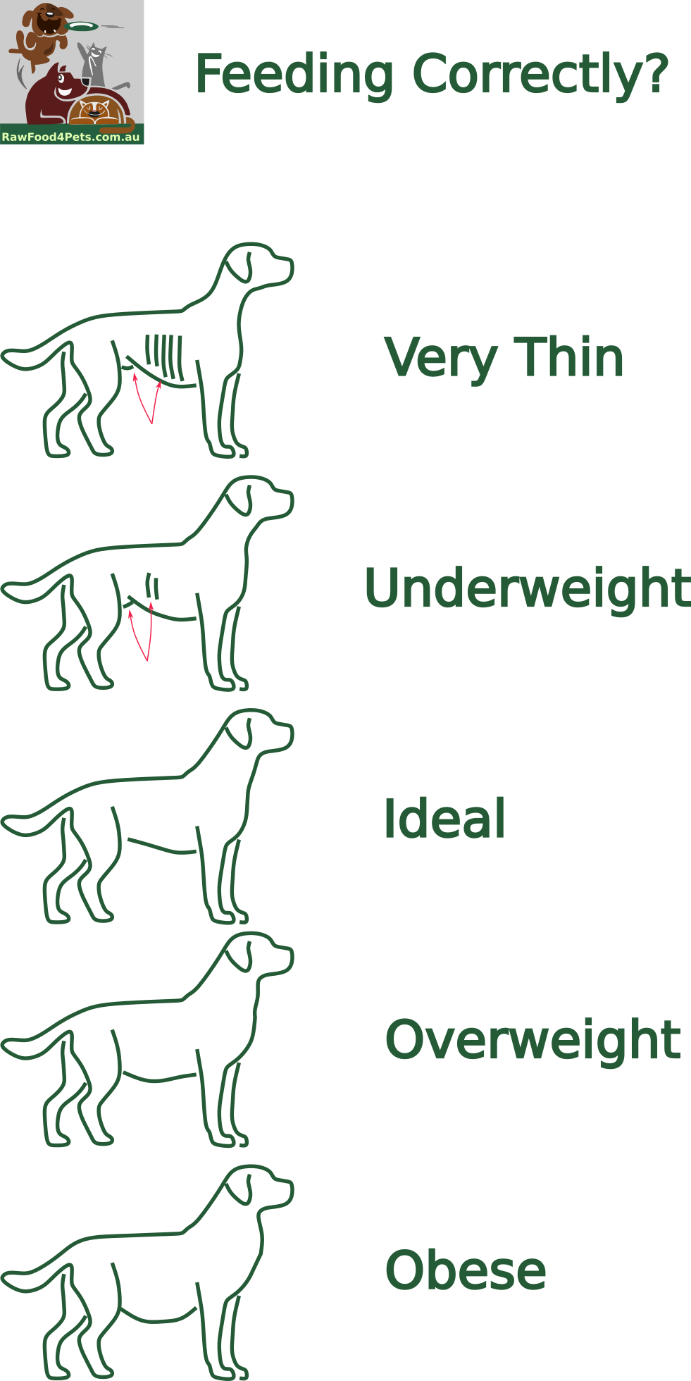 How to weigh your dog correctly